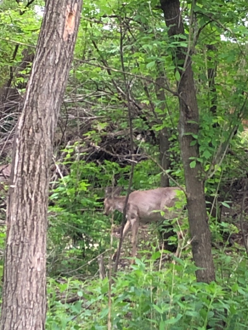 walking near me in Monette Park in winter
