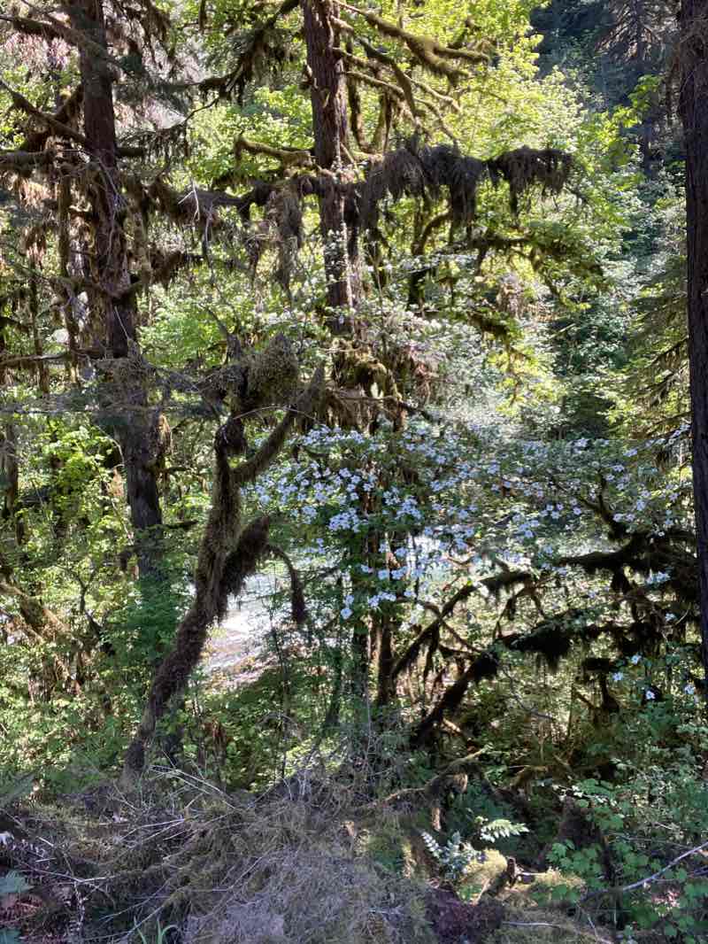 walking near me in Shea Viewpoint in winter