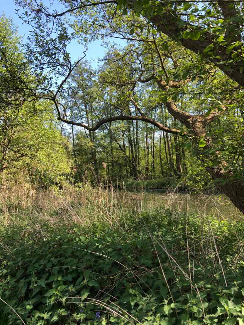 walking near me in Hermann-Hesse-Park in winter
