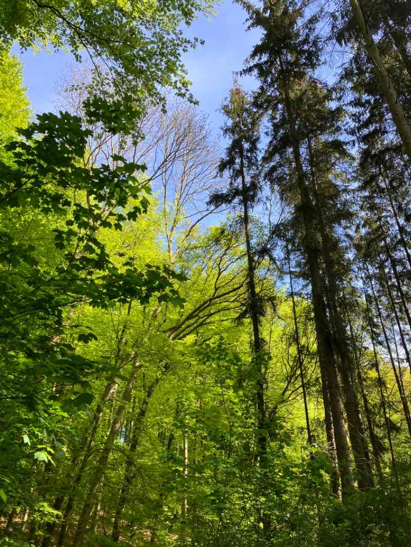 walking near me in Wallanlagen in spring
