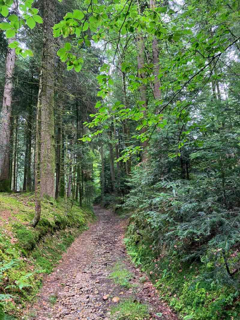 walking near me in Klosterpark in autumn