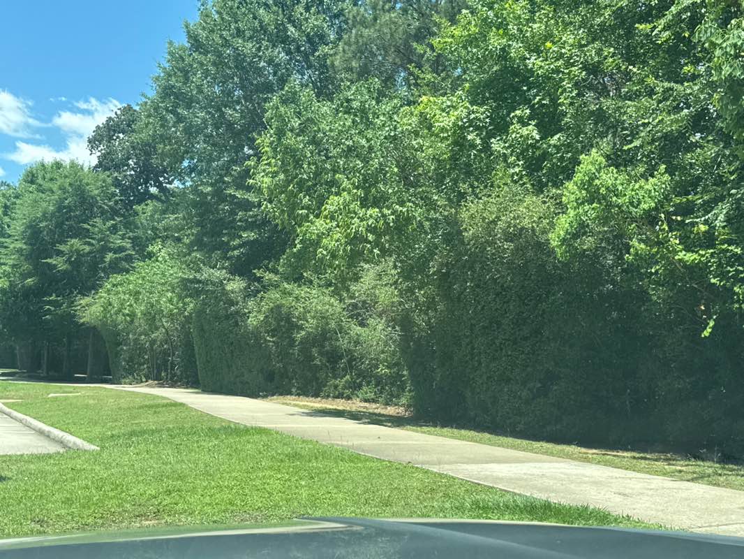 walking near me in Tupelo Park in spring