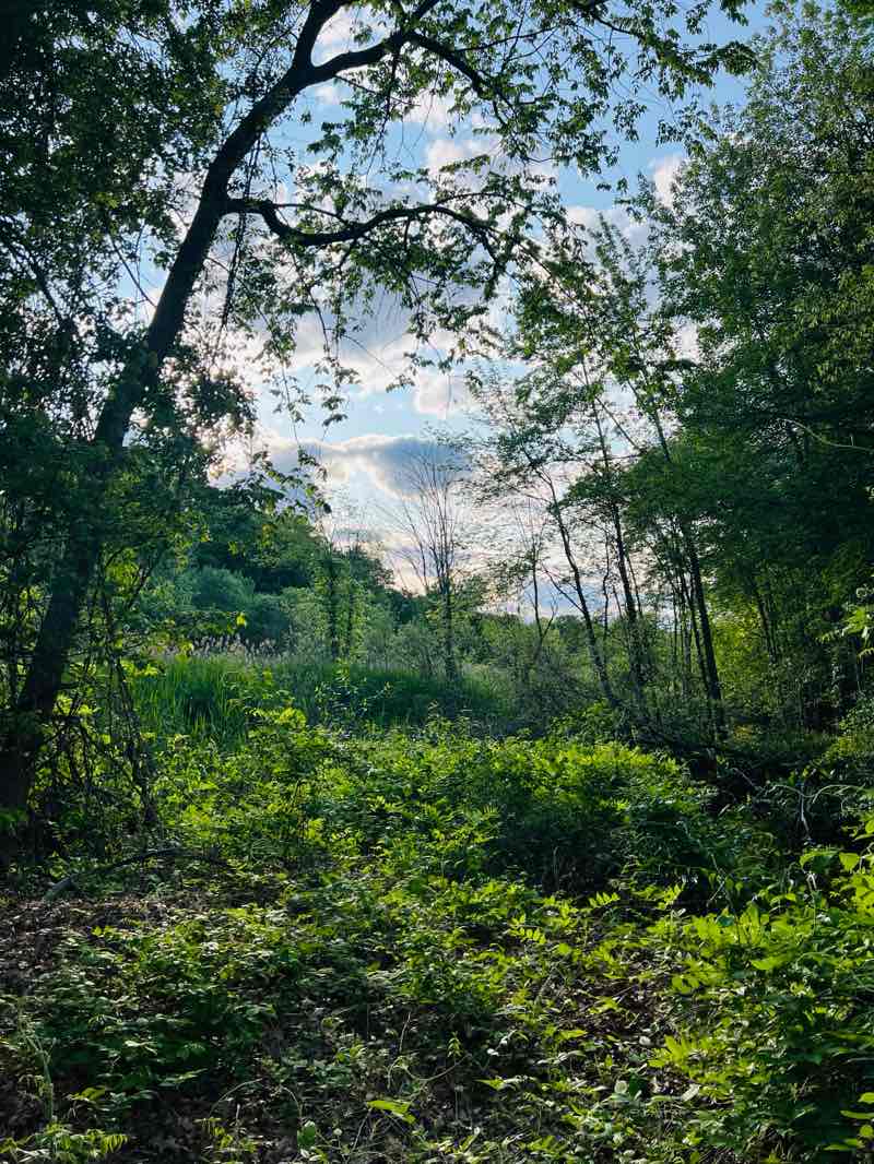 walking near me in Endicott Estate in summer