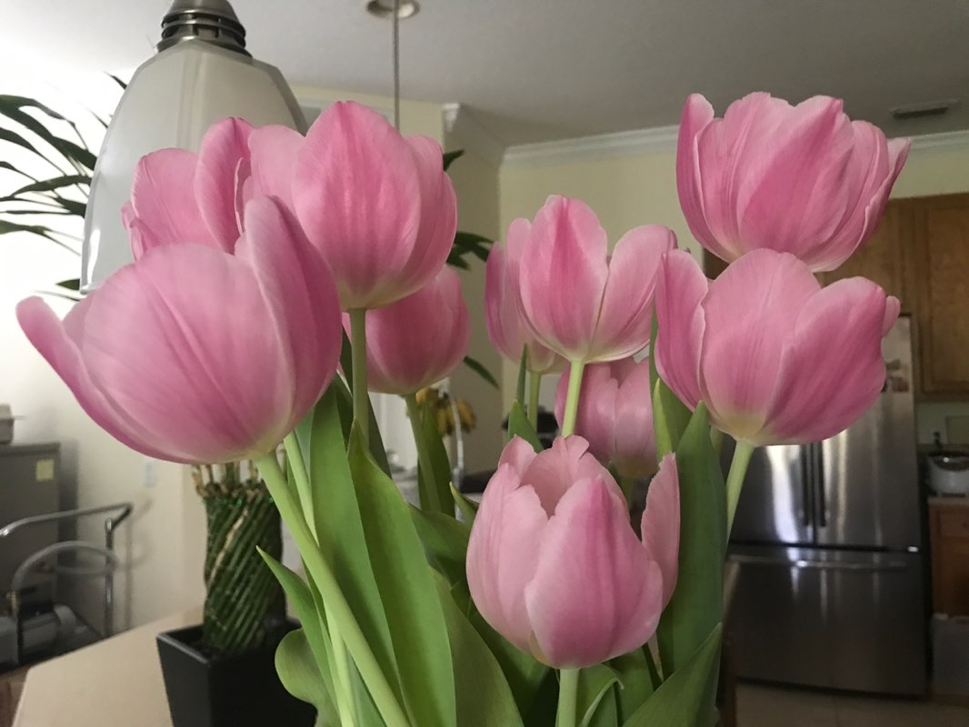 tivinguyen16 profile