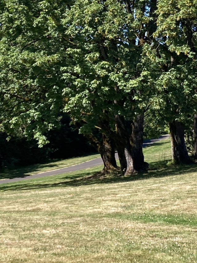 walking near me in Fairgrounds Community Park in summer