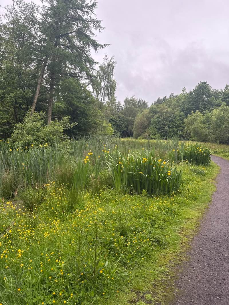 walking near me in Riccard Johnston Park in summer