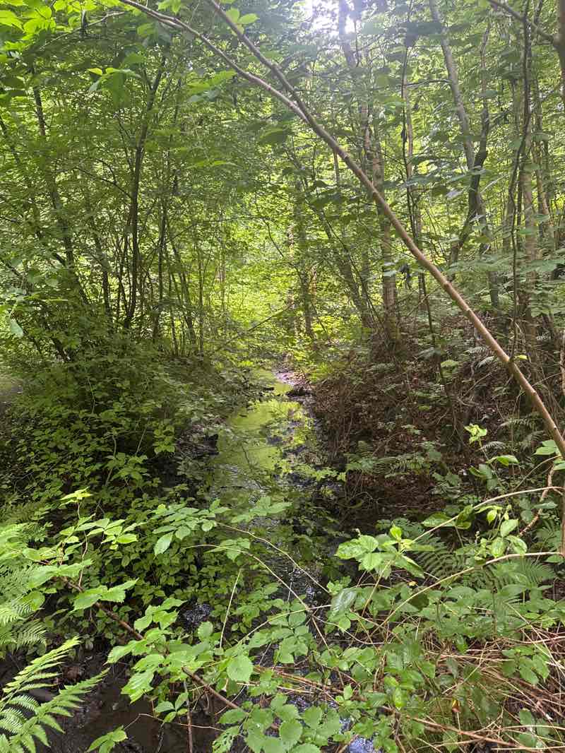 walking near me in Shields Glen Park in summer