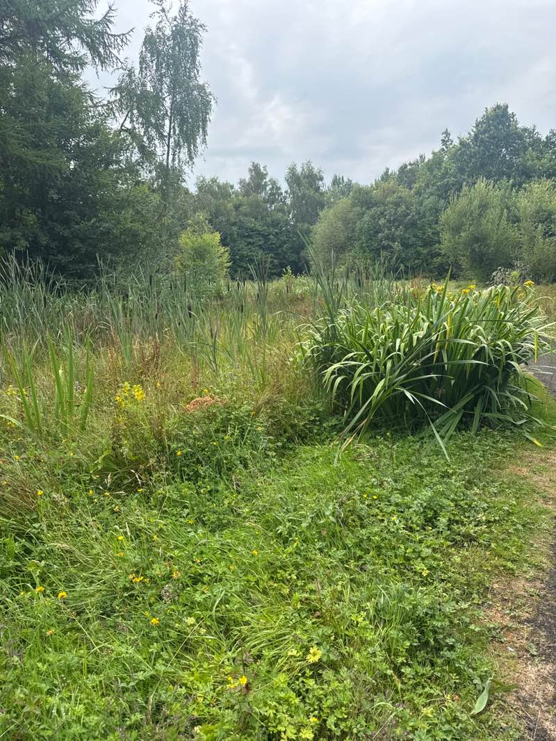 walking near me in Riccard Johnston Park in summer