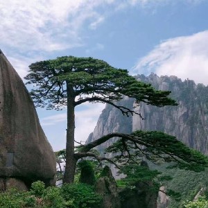 tse kei cheong.. profile