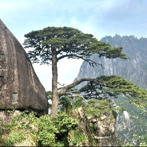 kei cheong tse