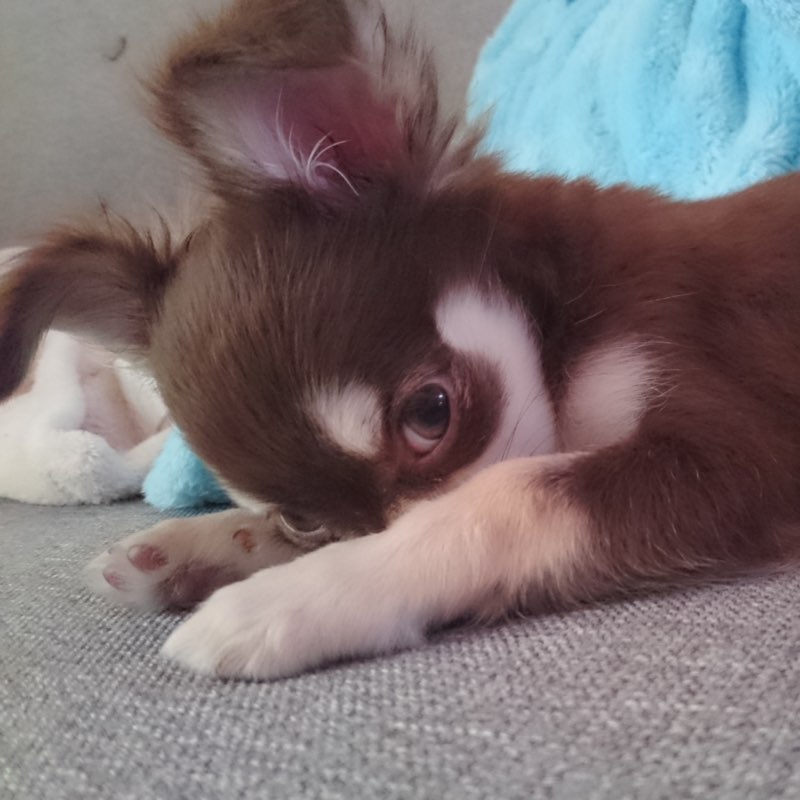 COCO