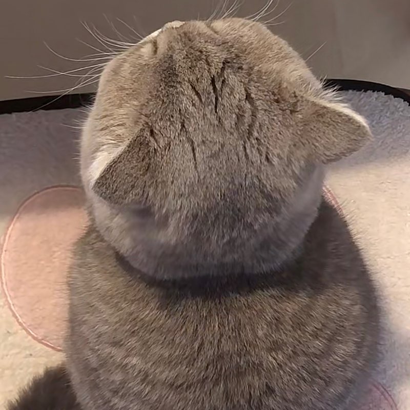 ☘️幸運草☘️