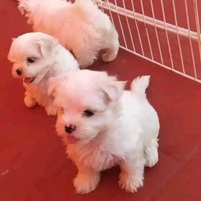 Botafogo / RJ Donald ✈️🏃🐕🐈 post image