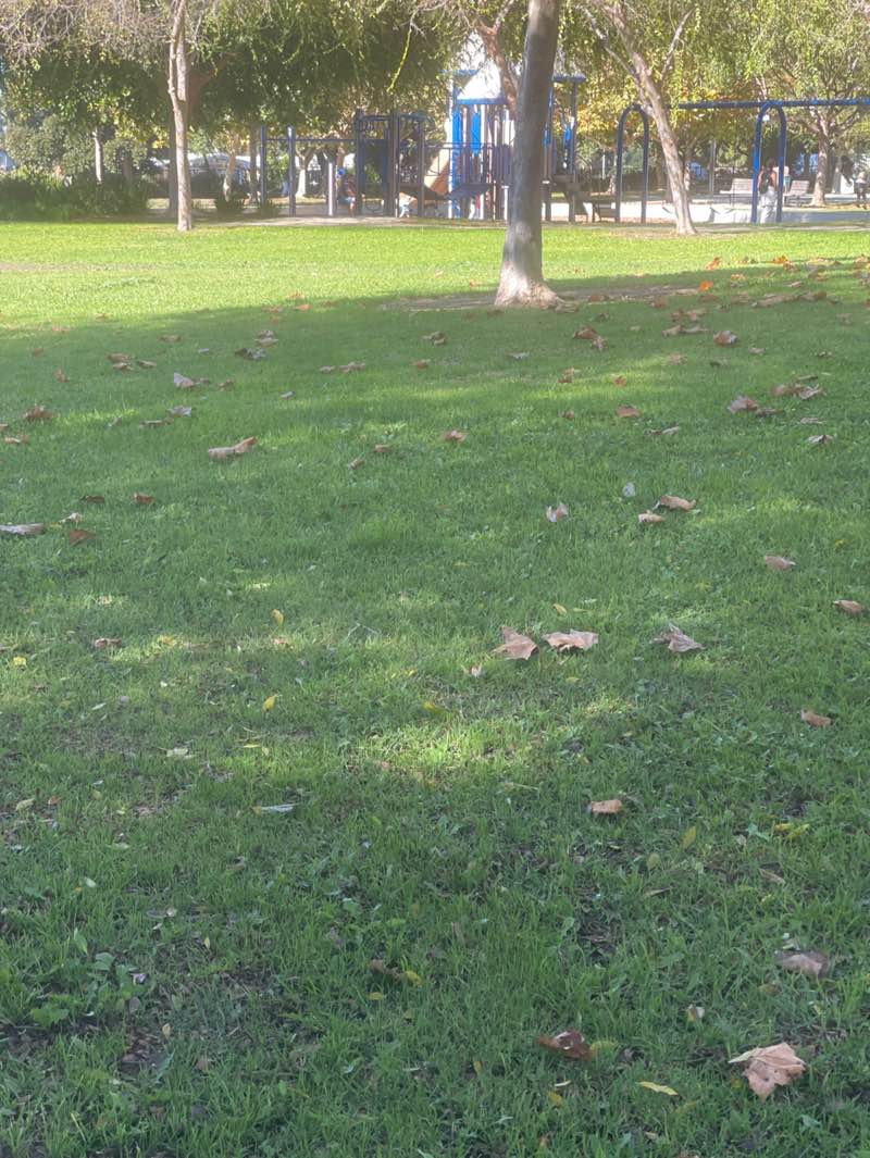 walking near me in Thille Park in autumn