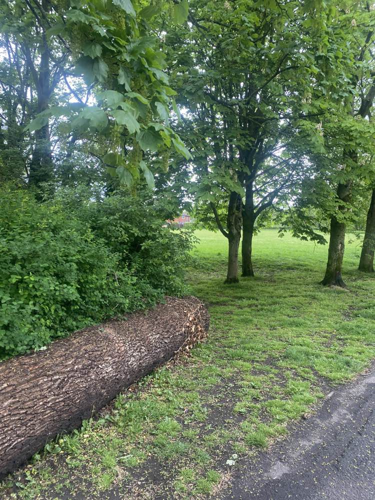 walking near me in Hurst Grange Park in spring