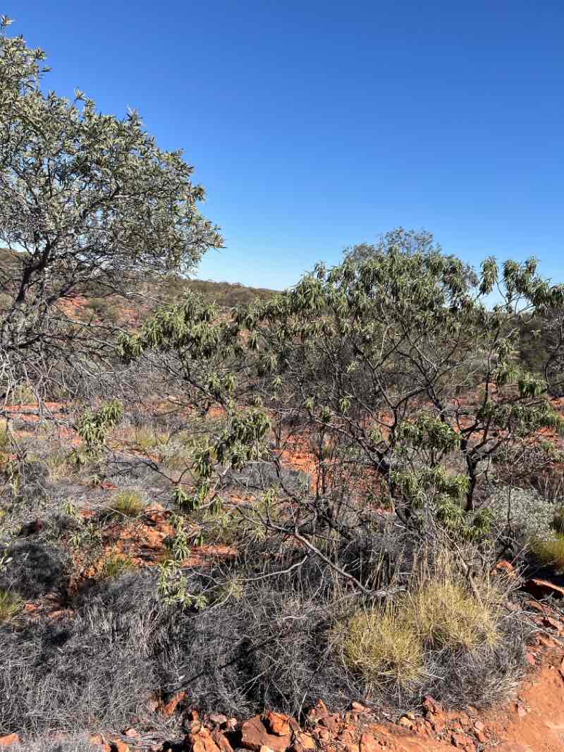 walking near me in Watarrka National Park in autumn