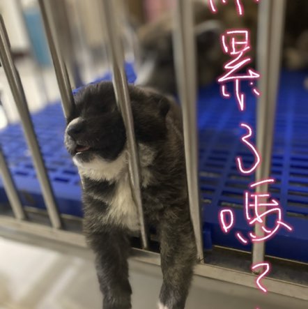 董事長室-高宗信-Akita