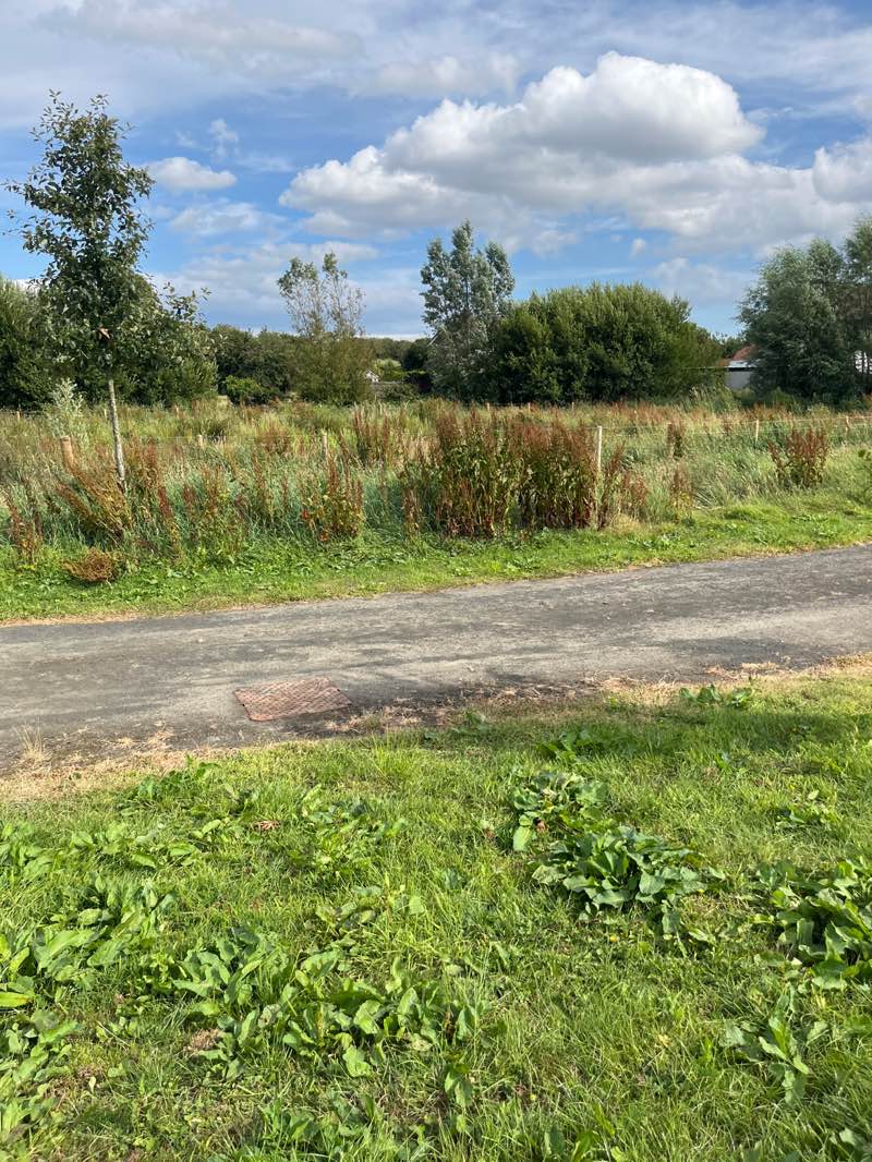 walking near me in Ahoghill Park in summer