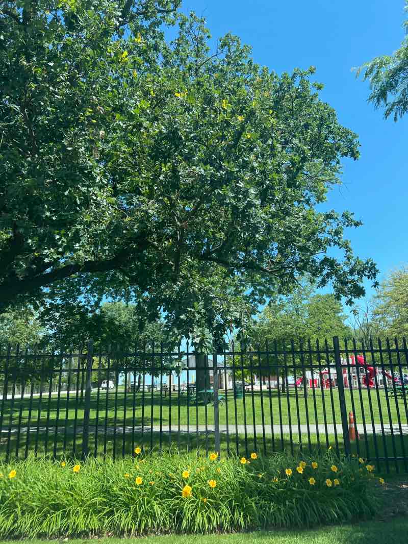 walking near me in Memorial Park in summer