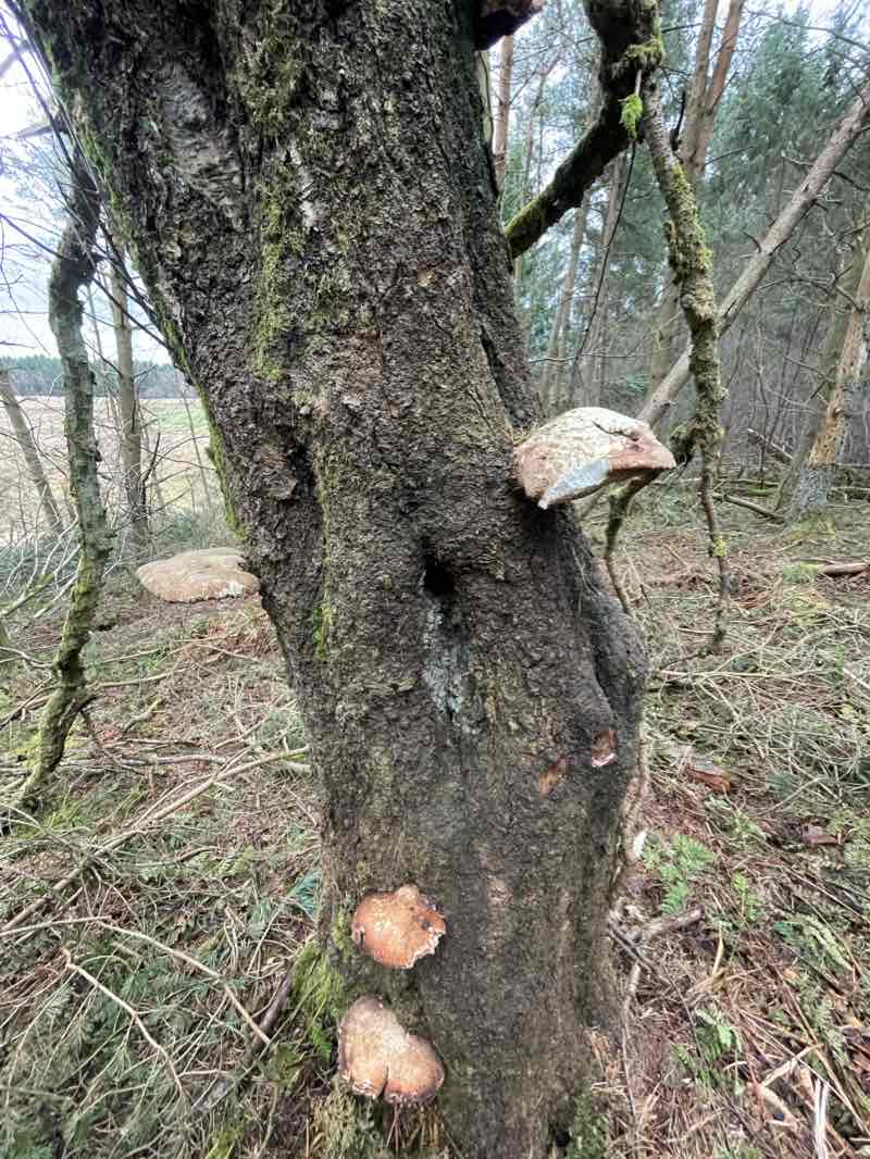 walking near me in Carstairs Village Green in winter