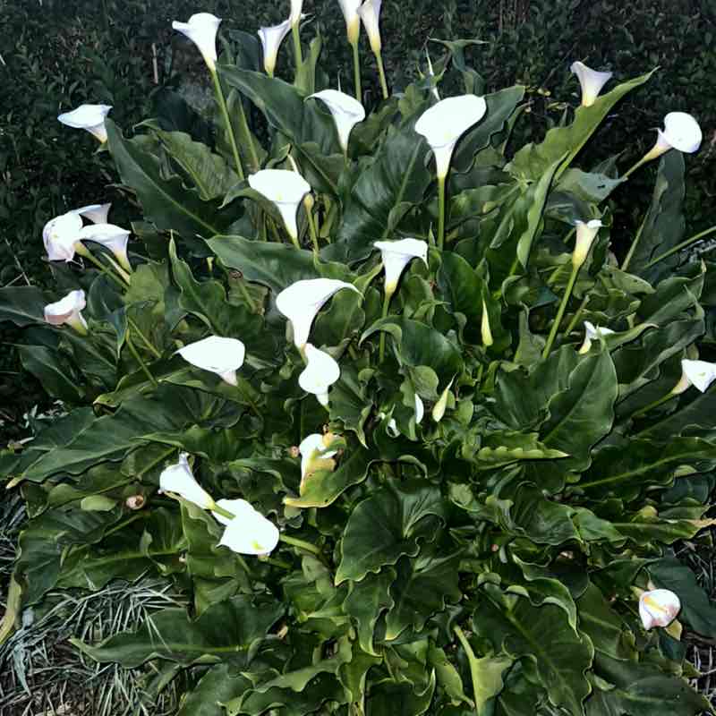 Tomislav Mestrovic-Mestro post 3