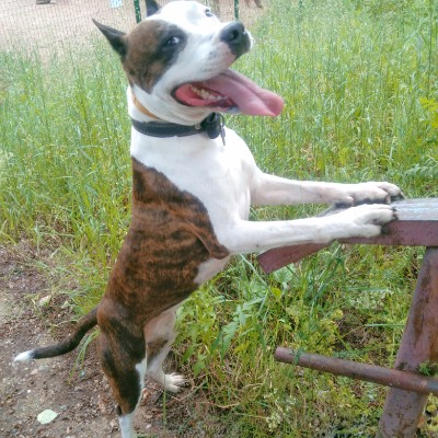 Шагать  с собакой. Сочи. Александр🇷🇺 post image