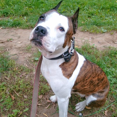 Шагать  с собакой. Сочи. Александр🇷🇺 post image