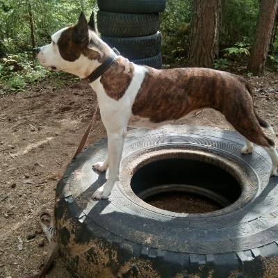 Шагать  с собакой. Сочи. Александр🇷🇺 post image