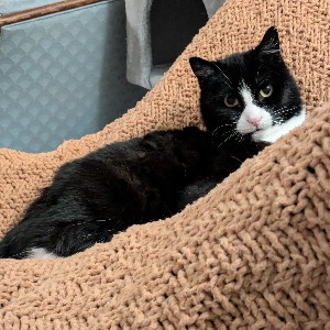 Catharine icon