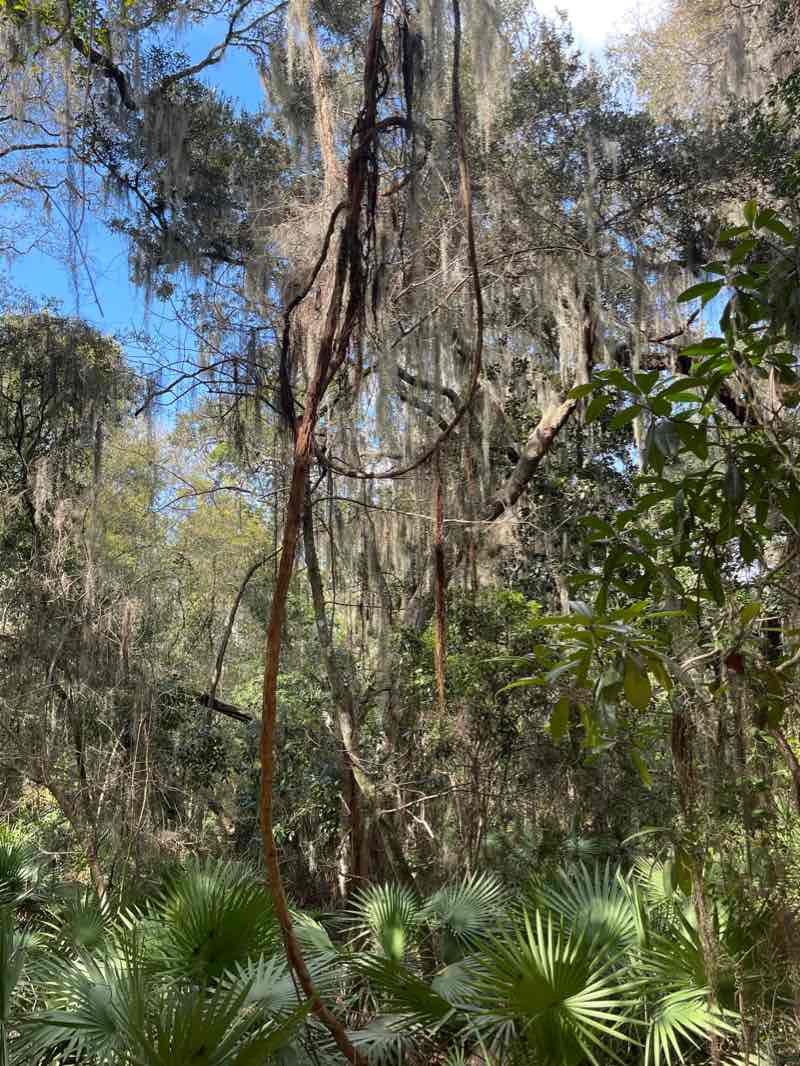 walking near me in Timucuan Ecological & Historic Preserve in winter