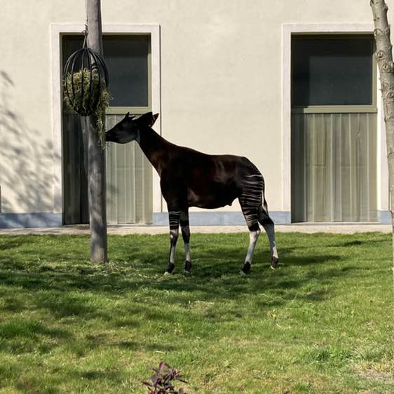 Ingrid De leus post 3