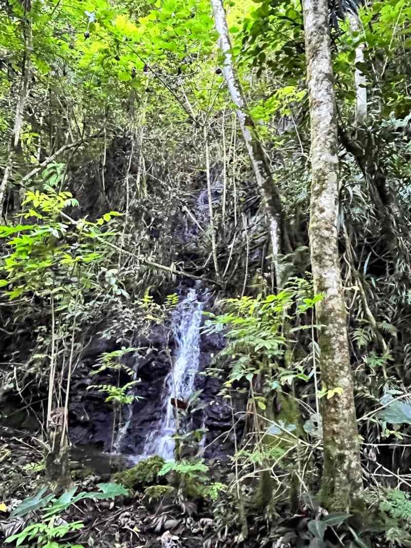 walking near me in Jardin municipal de Pīra'e in summer