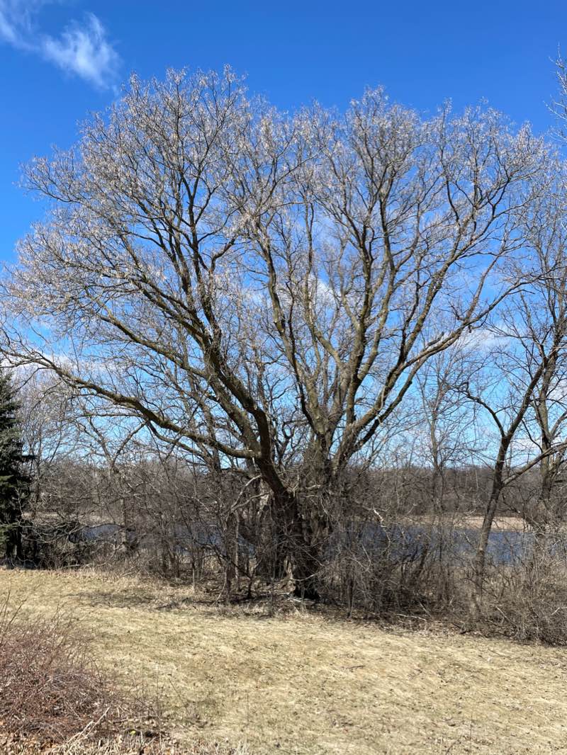 walking near me in Colby Lake Park in winter