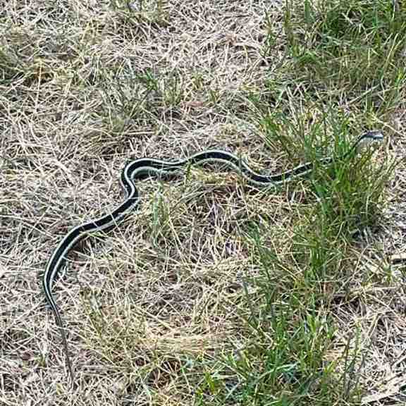 Gaston Cartagena post 1