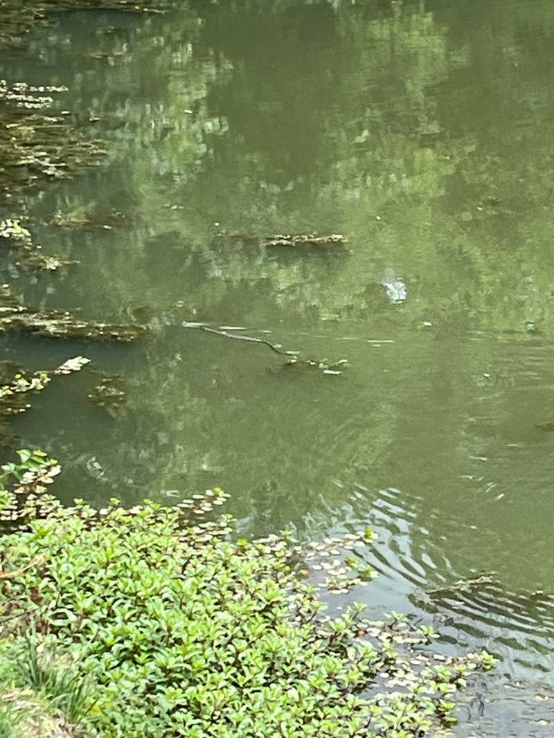 walking near me in Bicentennial Park in summer