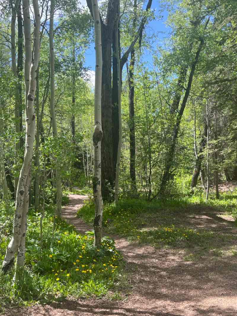 walking near me in Town Park in summer