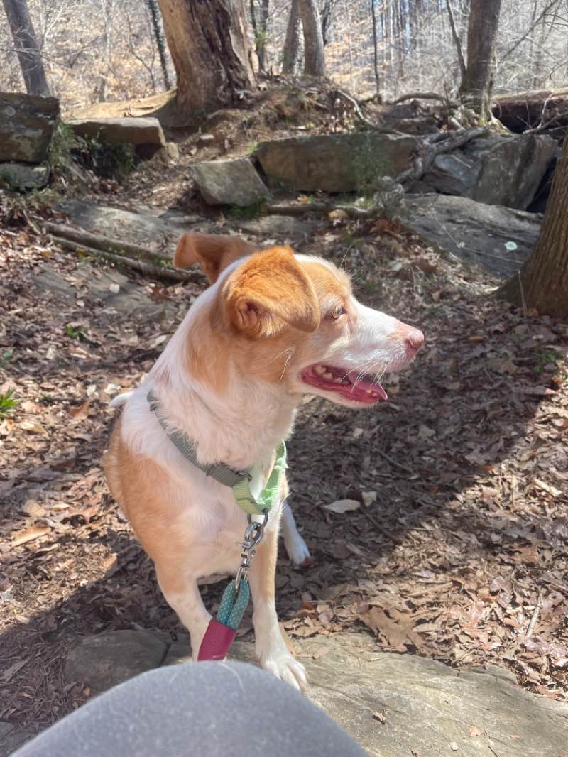 walking near me in Cedarock Park in winter