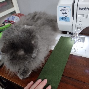ordinarycatlady