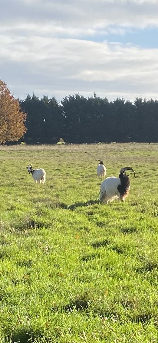 walking near me in Highfield Park in winter