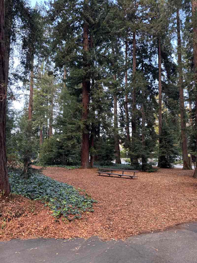 walking near me in Rinconada Park in autumn