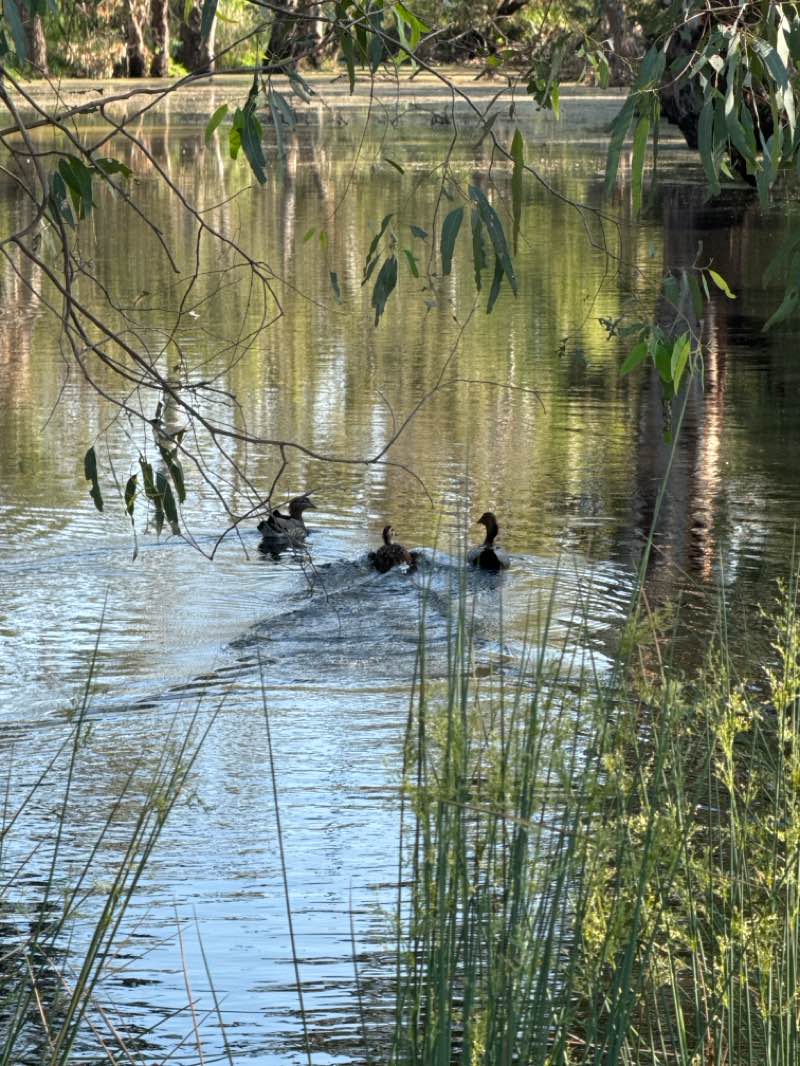 walking near me in Hyde Park in spring