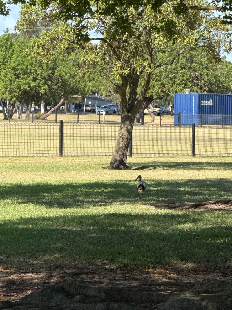 walking near me in Pat Jordan Oval in spring