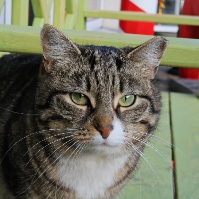 Страна шагает Виктор post image