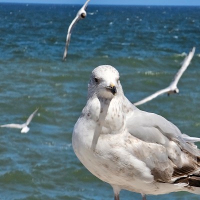 ЧЕСТНОХОД Виктор post image