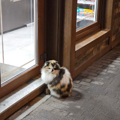 🎄Cats🎄 Виктор post image