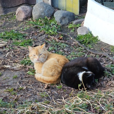 🎄Cats🎄 Виктор post image