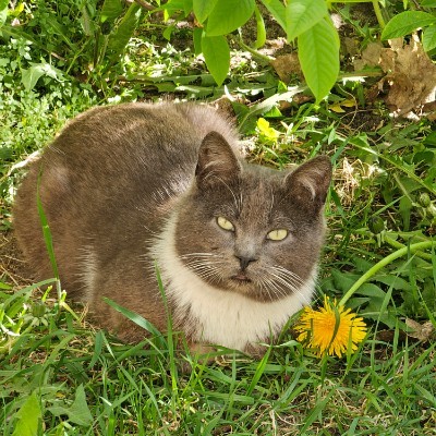 Пешком по Калининграду. Виктор post image