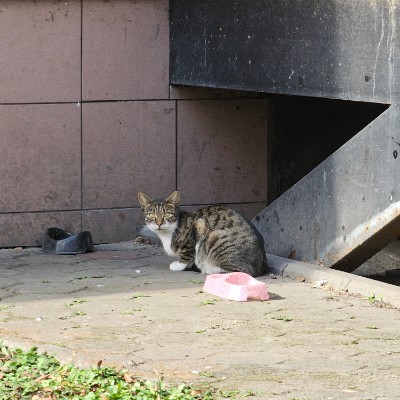 🎄Cats🎄 Виктор post image