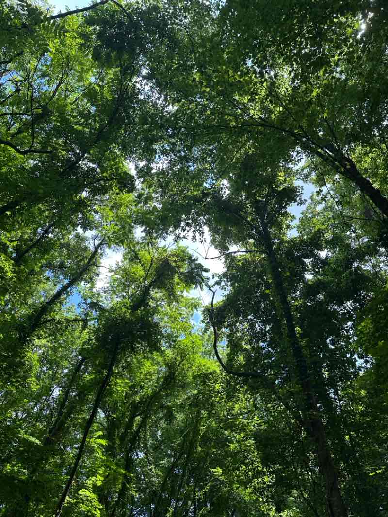 walking near me in Bob Amos Park in summer