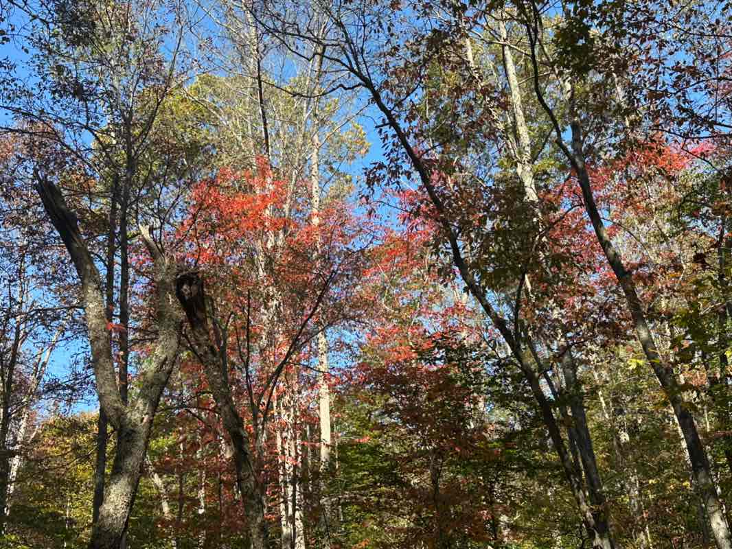 walking near me in Grayson Lake State Park in autumn